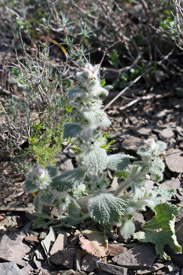 Image of Paraeremostachys karatavica specimen.