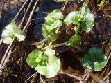 Caltha palustris