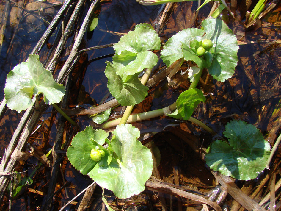 Image of Caltha palustris specimen.
