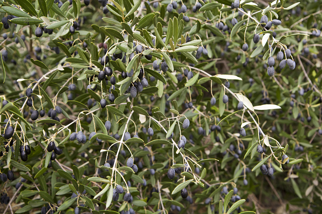 Image of Olea europaea specimen.