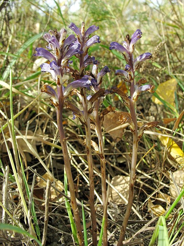 Image of Orobanche amoena specimen.