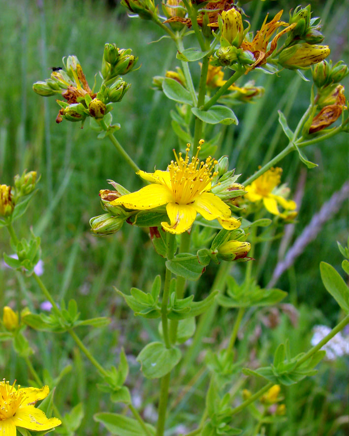 Изображение особи Hypericum perforatum.