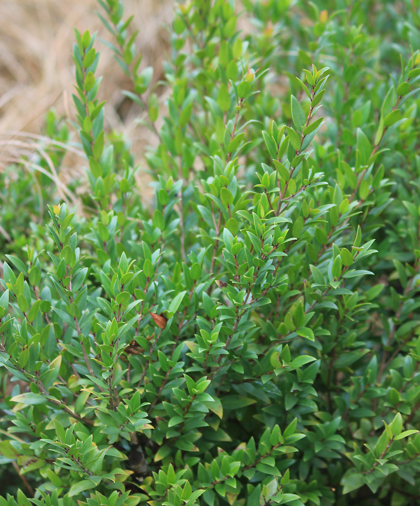 Image of Myrtus communis specimen.