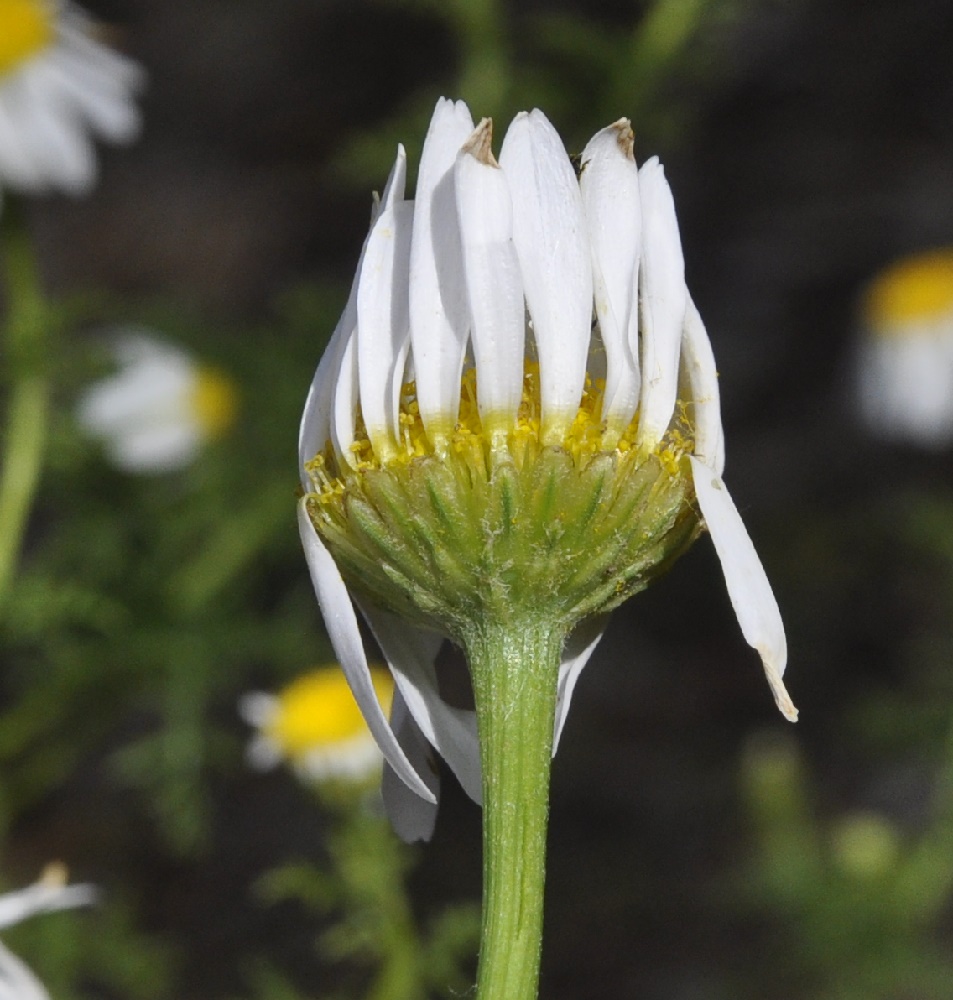 Изображение особи род Anthemis.