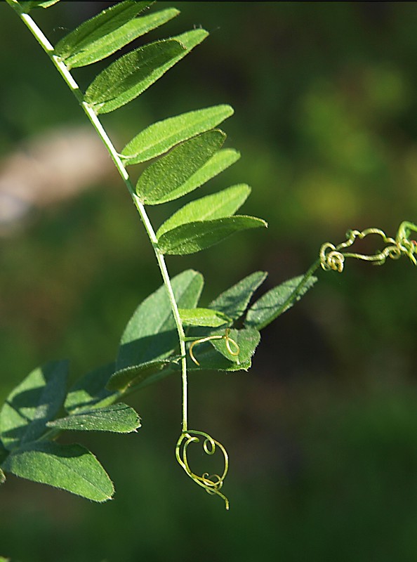 Изображение особи Vicia sepium.