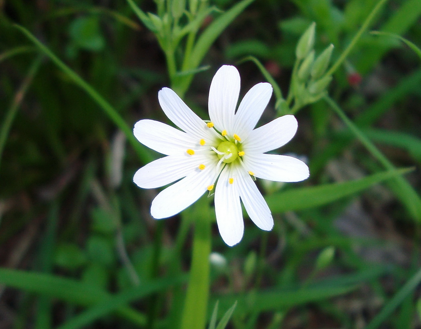 Изображение особи Stellaria holostea.