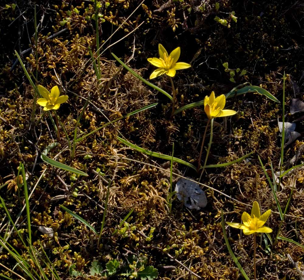 Image of Tulipa uniflora specimen.