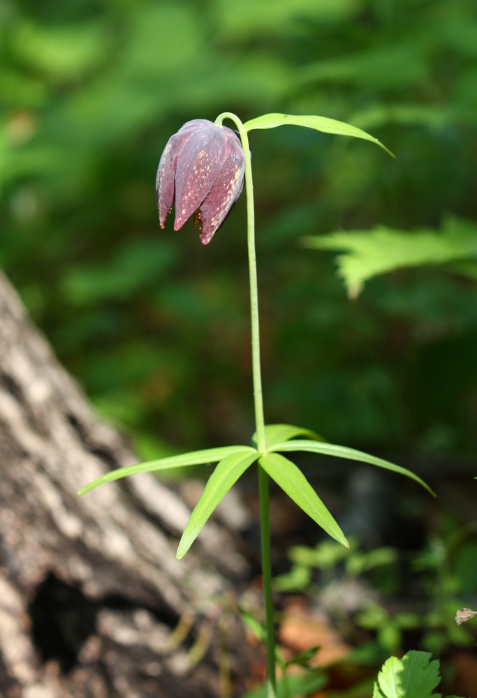 Изображение особи Fritillaria maximowiczii.