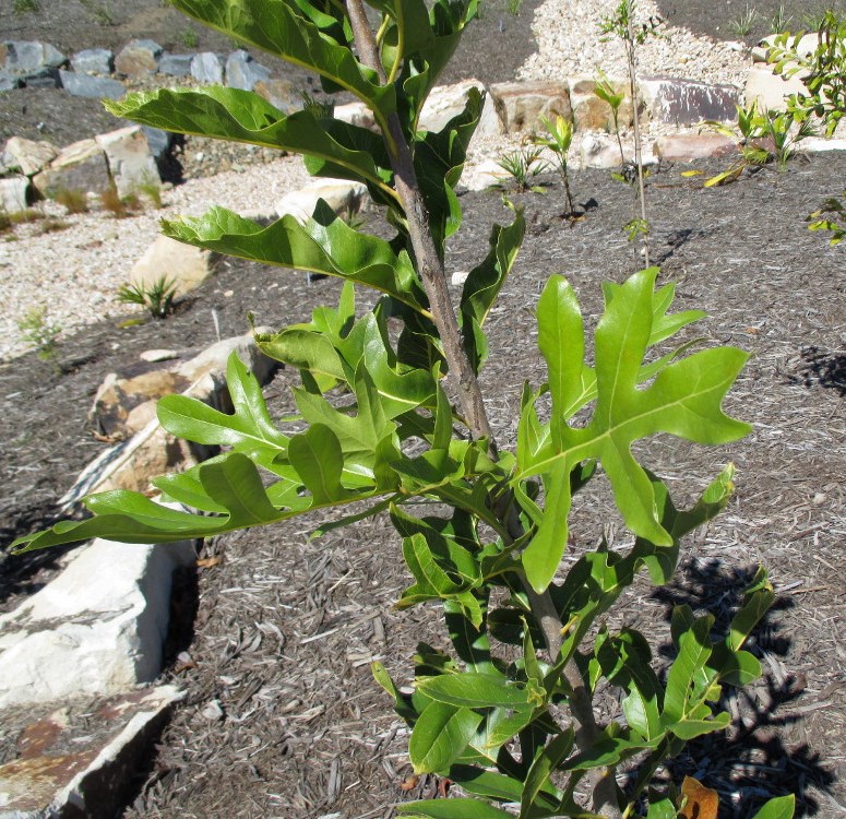 Изображение особи Stenocarpus sinuatus.