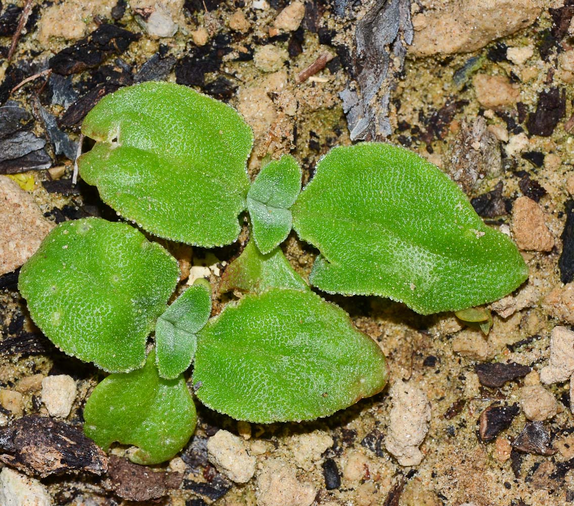 Изображение особи Mesembryanthemum crystallinum.