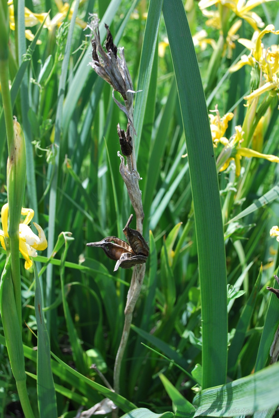 Image of Iris halophila specimen.
