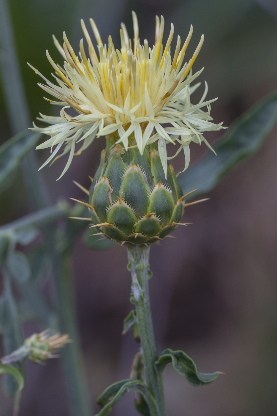 Image of Centaurea salonitana specimen.
