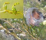 Potamogeton crispus
