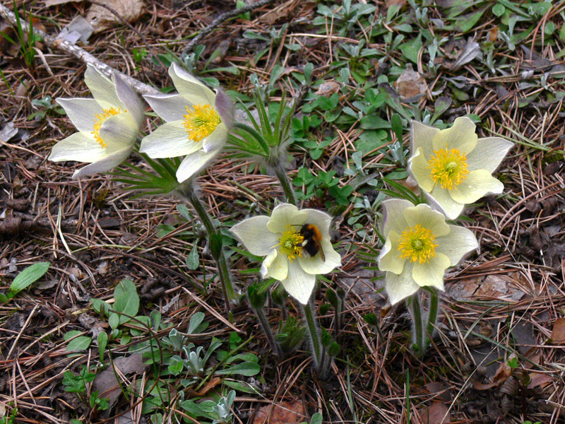 Image of Pulsatilla uralensis specimen.
