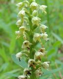 Pseudorchis albida. Часть соцветия. Коми, г. Печора, смешанный лес на окраине Печоры, обочина тропы. 28.06.2016.
