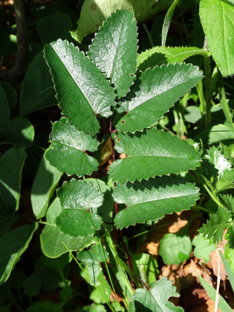 Image of Sanguisorba officinalis specimen.