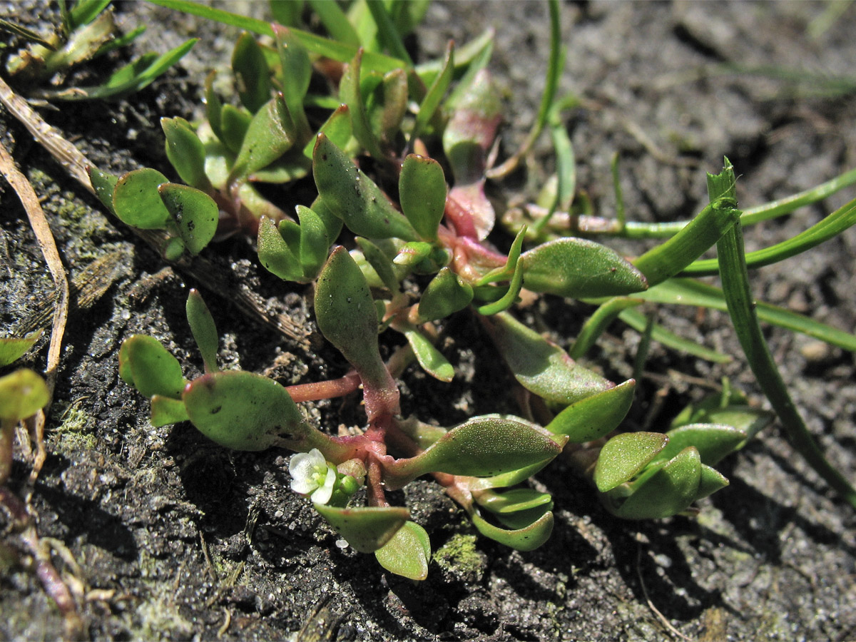 Image of Montia arvensis specimen.
