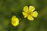 род Ranunculus