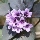 Physochlaina physaloides