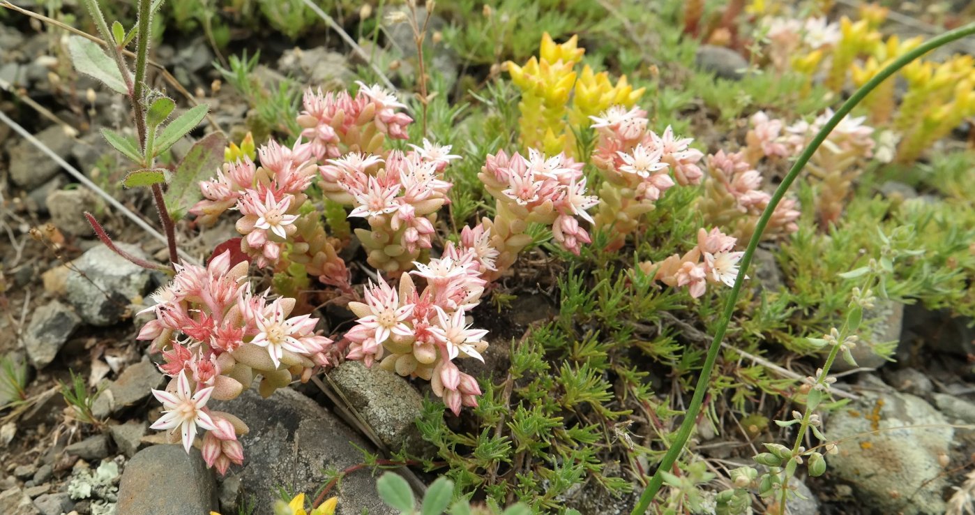 Изображение особи Sedum hispanicum.