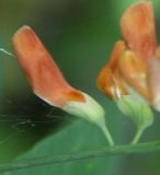 Lathyrus laevigatus