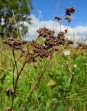 Limonium gmelinii. Верхушка плодоносящего растения. Кемеровская обл. г. Белово, пойма р. Малый Бачат, заливной разнотравный луг. 21.08.2016.