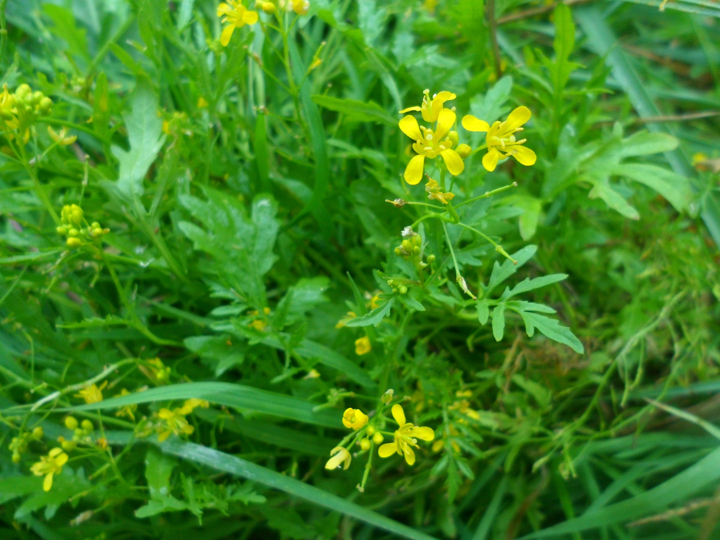 Изображение особи Rorippa sylvestris.