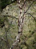 Betula dauurica. Часть ствола взрослого дерева. Приморье, окр. г. Находка, у скалы на вершине сопки. 13.09.2016.