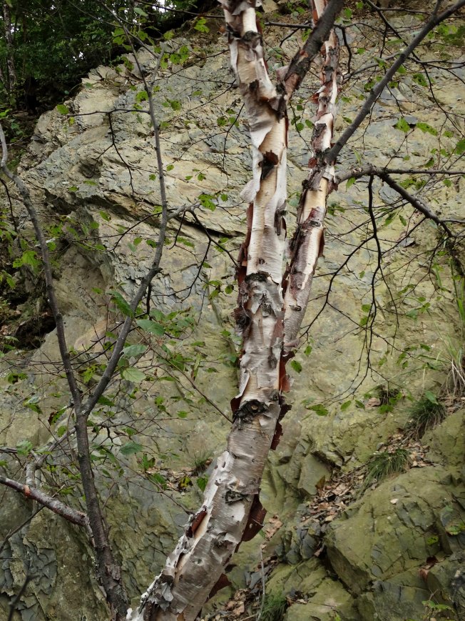 Image of Betula dauurica specimen.