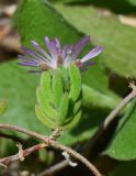 Drosanthemum floribundum. Генеративеый побег. Израиль, Шарон, г. Герцлия, высокий берег Средиземного моря, откос набережной, в культуре. 26.04.2015.