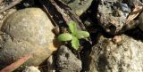 Achillea setacea. Проросток. Краснодарский край, Кущёвский р-н, станица Шкуринская, обочина. 11.10.2016.