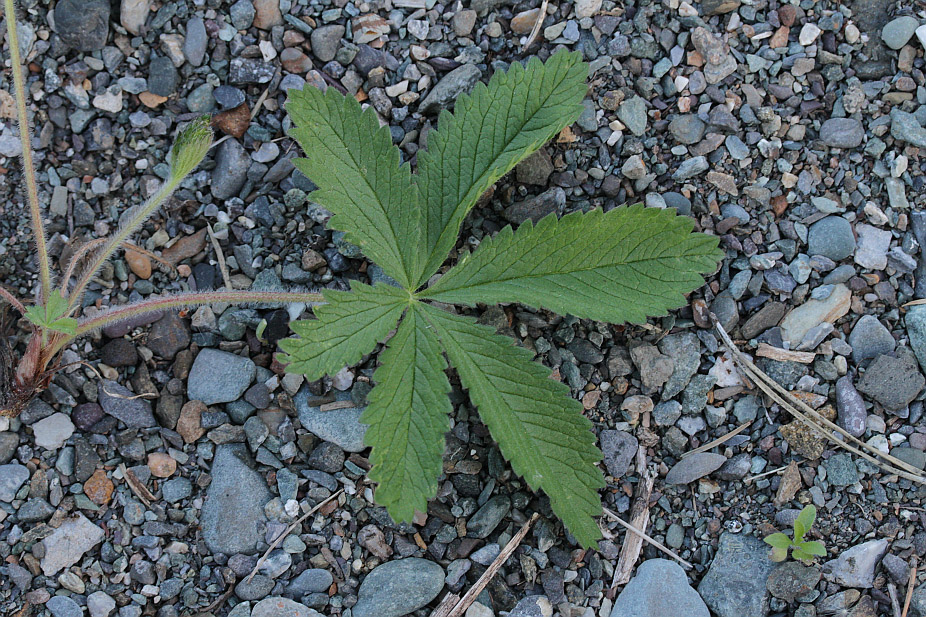 Image of Potentilla chrysantha specimen.