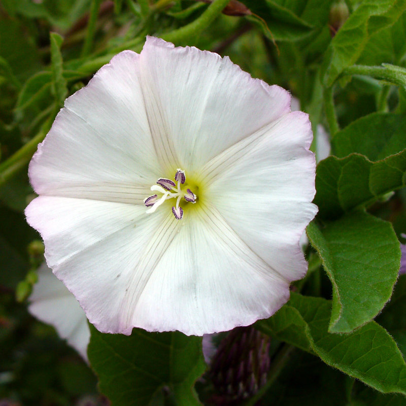 Изображение особи Convolvulus arvensis.