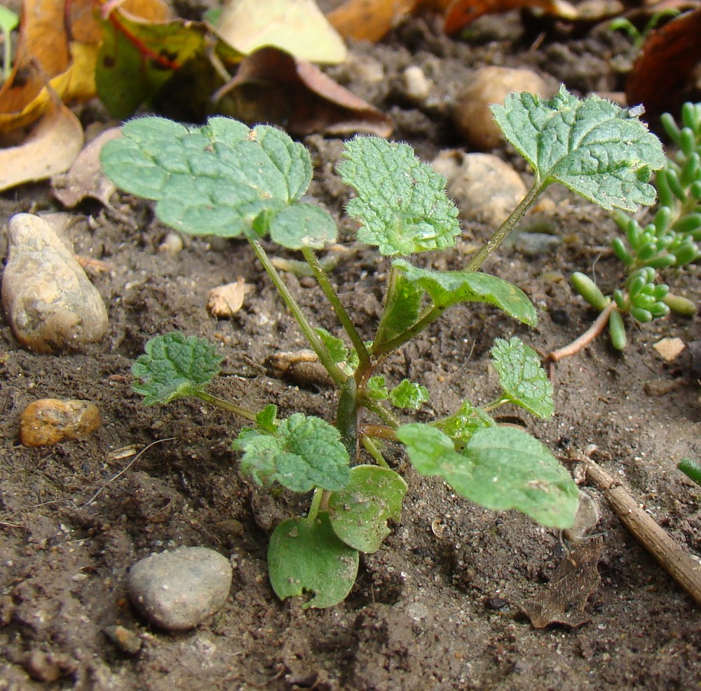 Image of Lamium amplexicaule specimen.