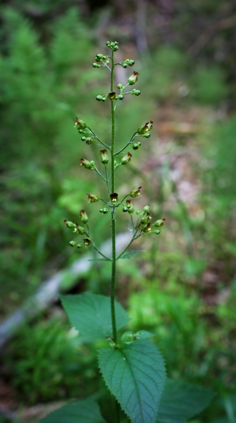 Изображение особи Scrophularia nodosa.