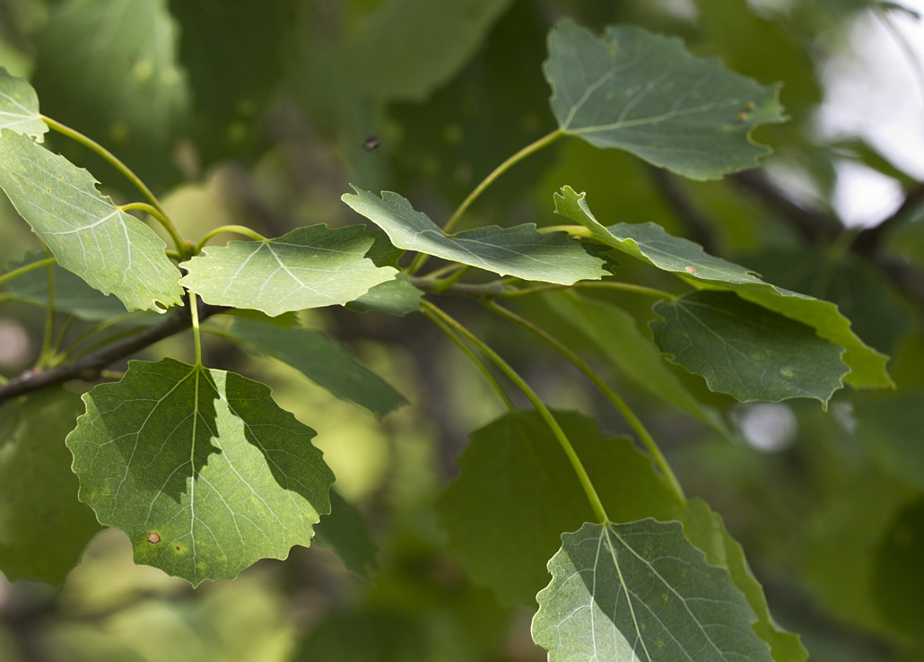 Осина какая порода. Осина обыкновенная (Populus tremula). Тополь дрожащий осина. Осина Сибирская. Тополь дрожащий Плантариум.