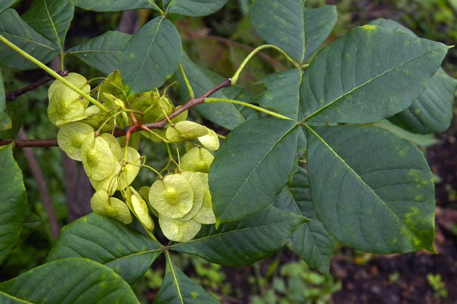 Изображение особи Ptelea trifoliata.