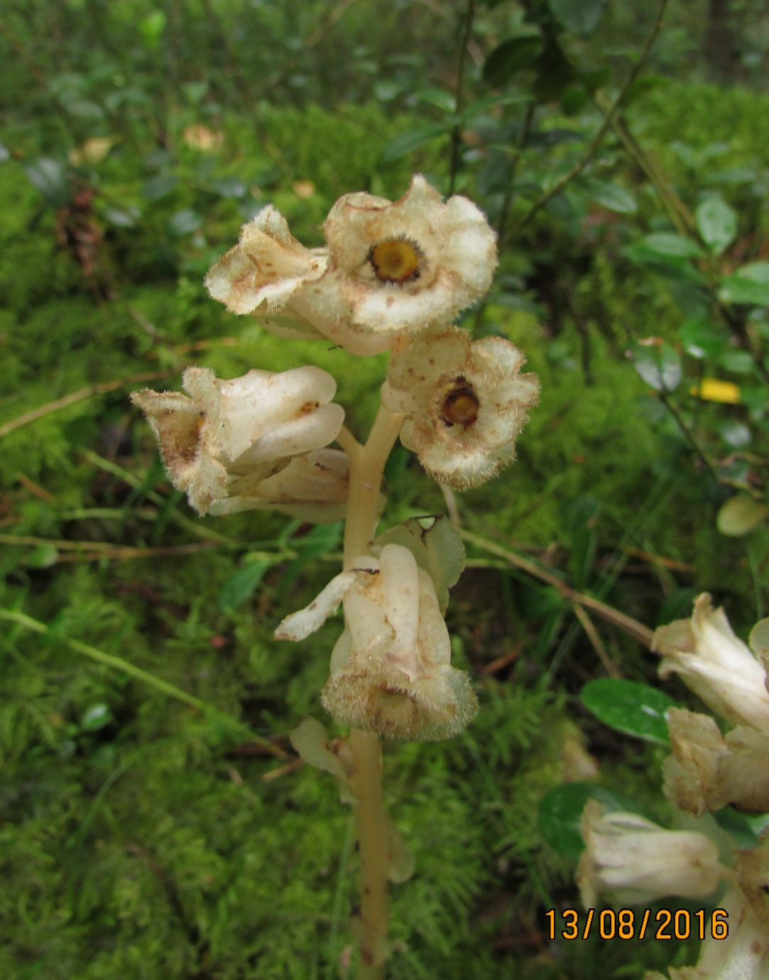 Изображение особи Hypopitys monotropa.