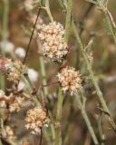 Cuscuta planiflora