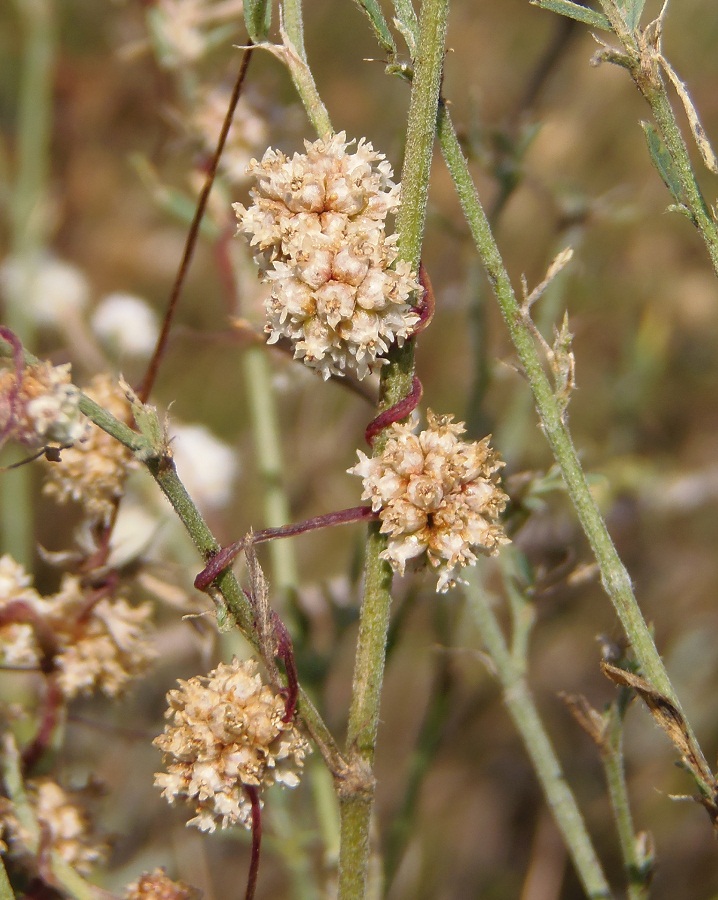 Изображение особи Cuscuta planiflora.