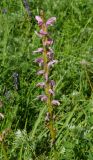 Pedicularis elata. Отцветающее соцветие. Восточный Казахстан, Кокпектинский р-н, 25 км в горы от с. Пантелеймоновка, ≈ 1000 м н.у.м., просека в лесу. 13.06.2016.