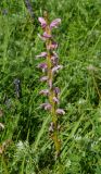 Pedicularis elata