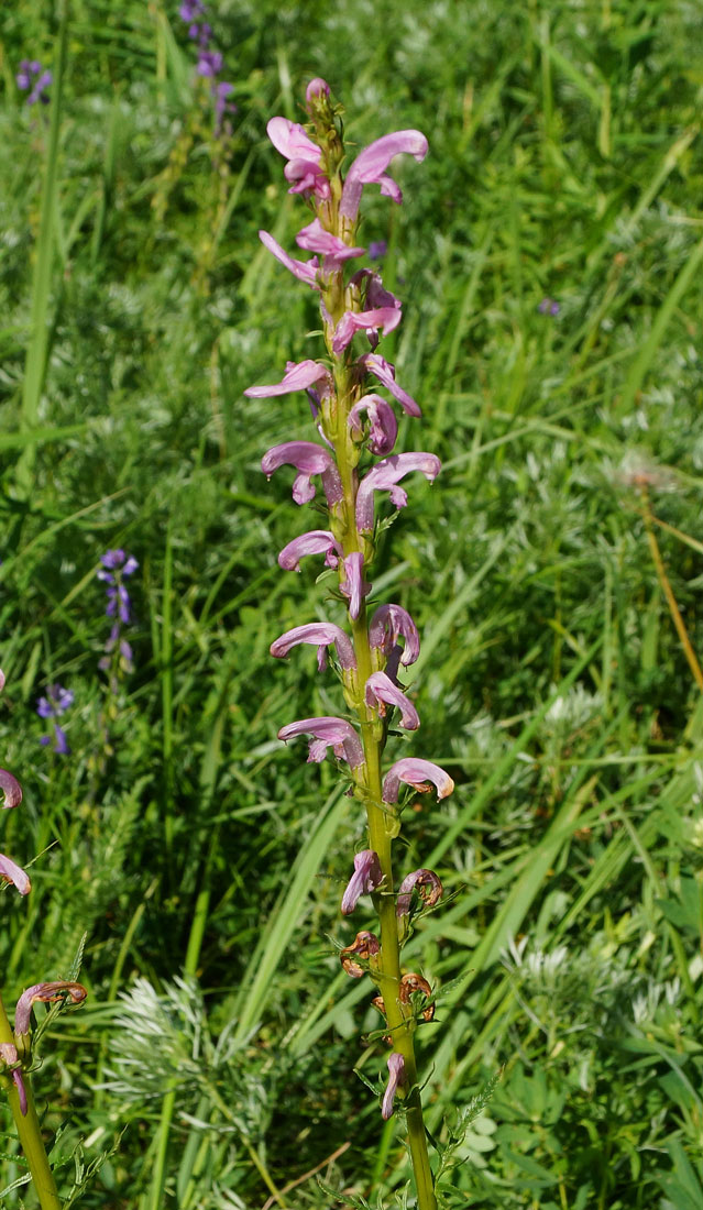 Изображение особи Pedicularis elata.