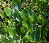 Calla palustris