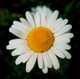 Leucanthemum ircutianum