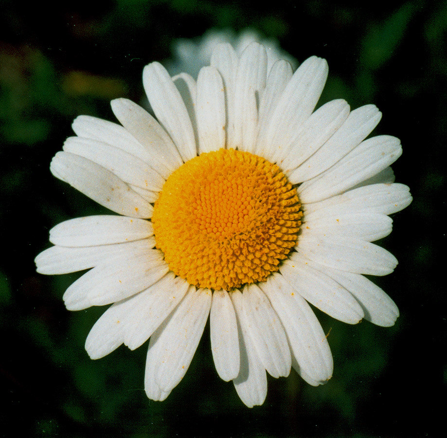 Image of Leucanthemum ircutianum specimen.