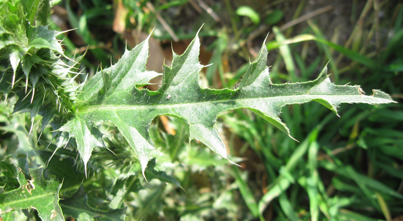 Изображение особи Carduus acanthoides.