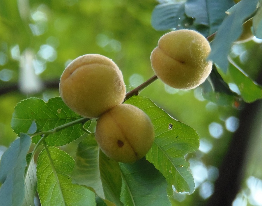 Изображение особи Persica vulgaris.