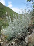 Artemisia rutifolia. Цветущее растение. Казахстан, Сев. Тянь-Шань, хр. Кетмень, пер. Кегень, каменистая россыпь на склоне зап. экспозиции, выс. 1300 м н.у.м. 23 мая 2016 г.