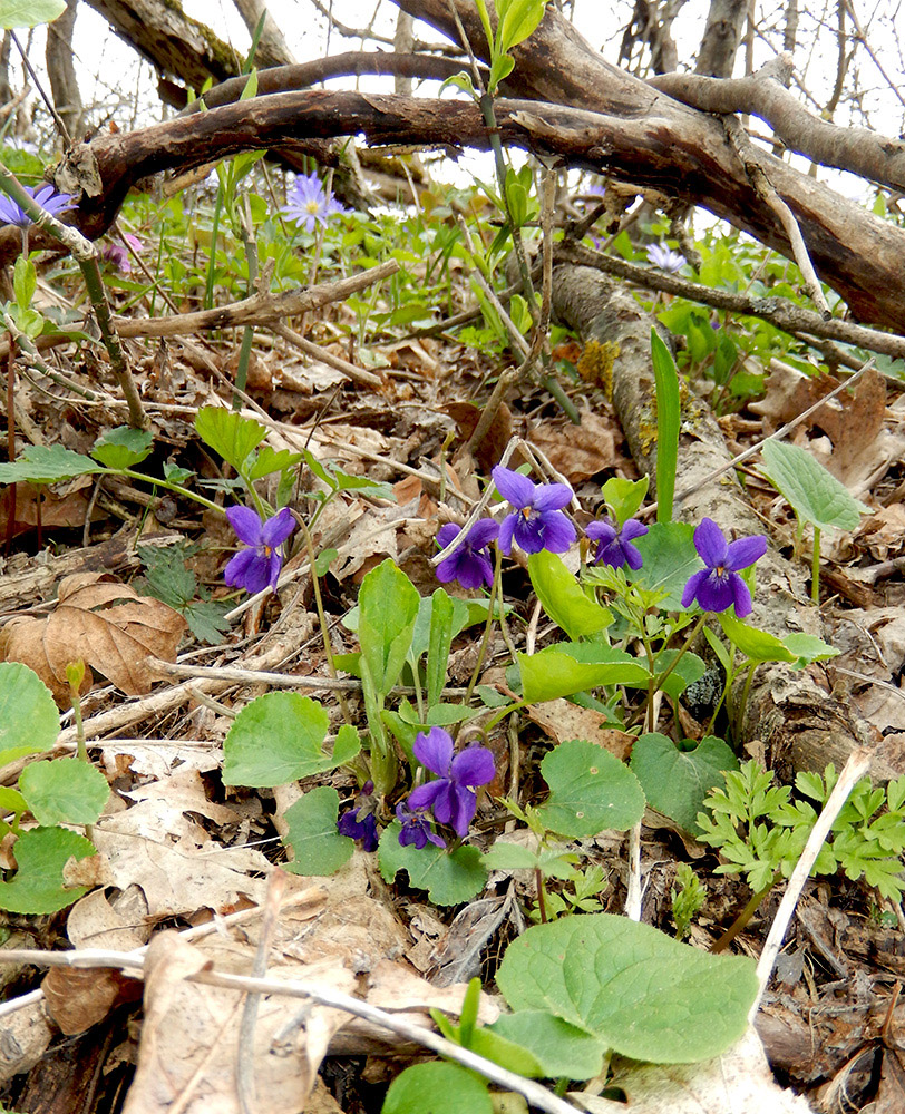 Изображение особи Viola odorata.